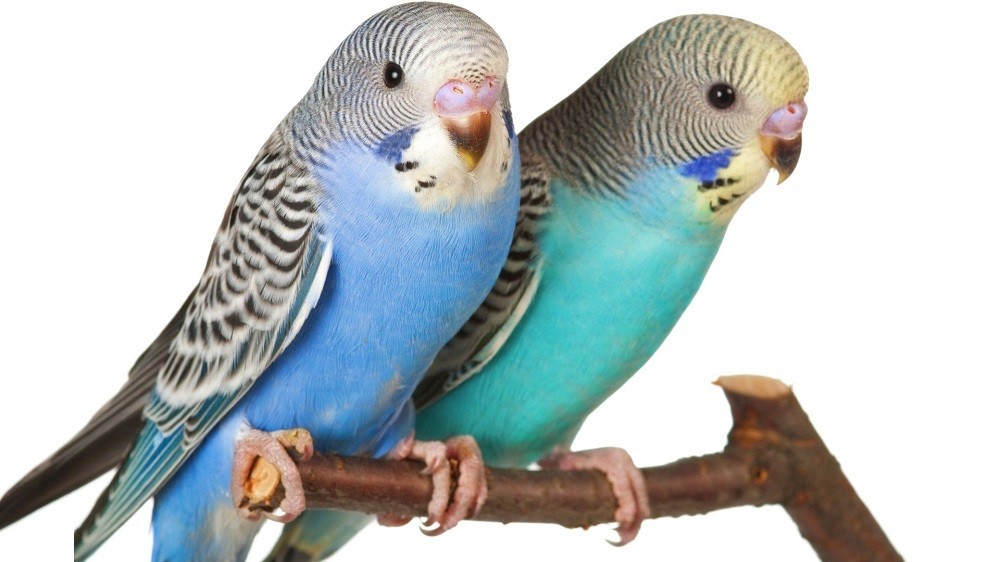 budgie